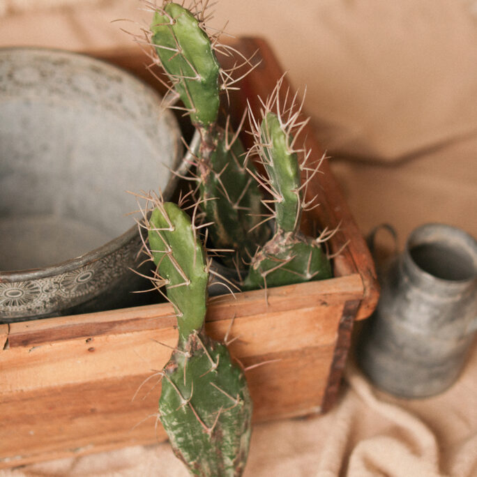 CACTUS