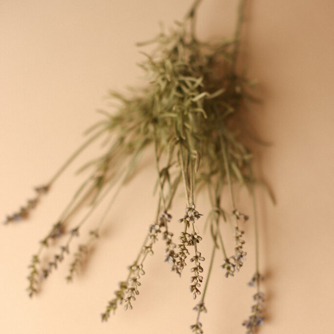 Autumn Lavender