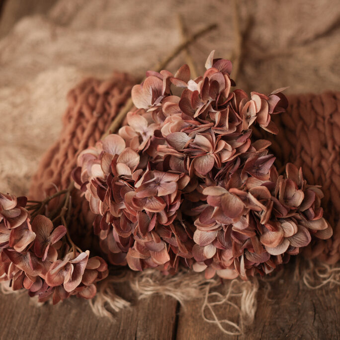 Autumn Hydrangea