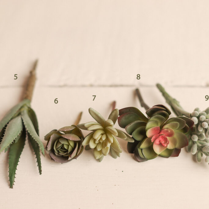 Succulents