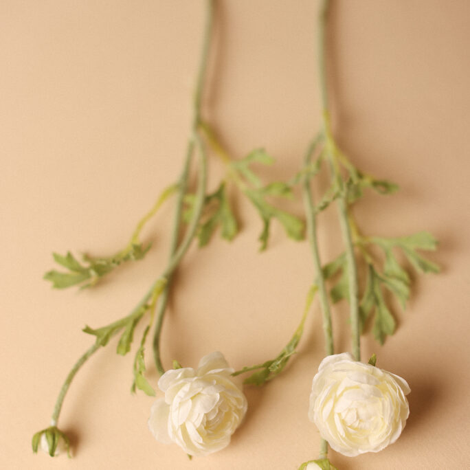 White Anemone Flower