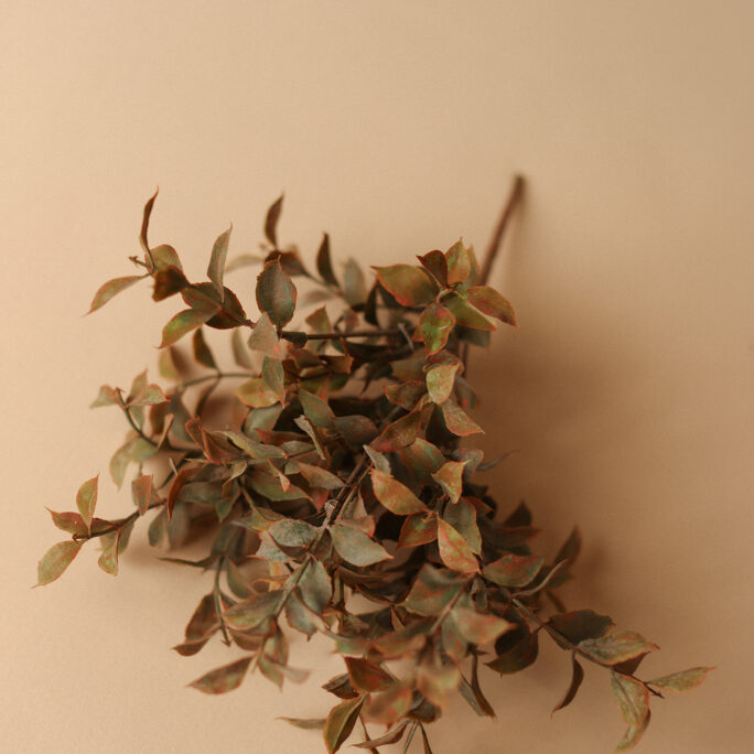 DUSTY OLIVE leaves branch