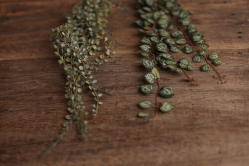Long hanging greenery - Image 3