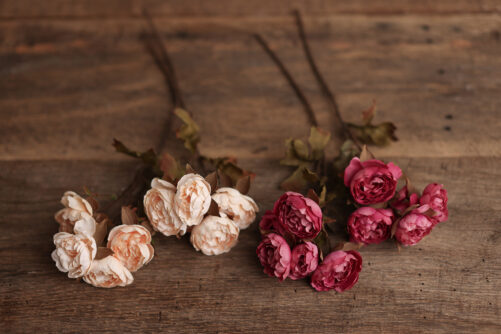 Roses