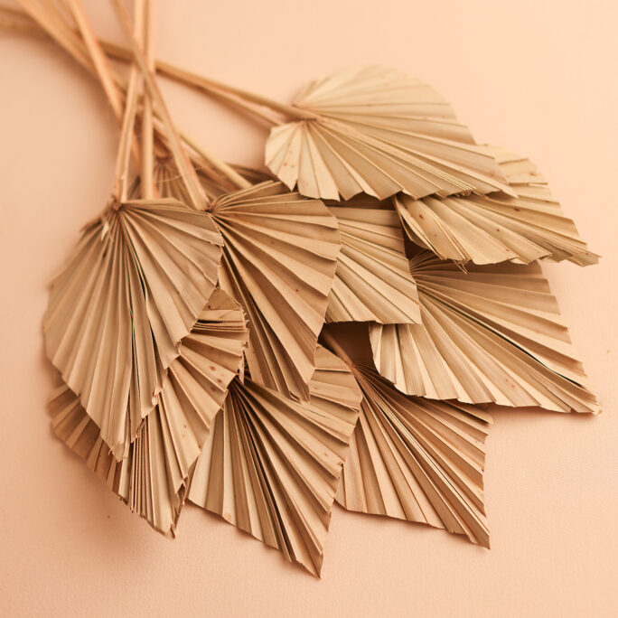 PALM LEAF