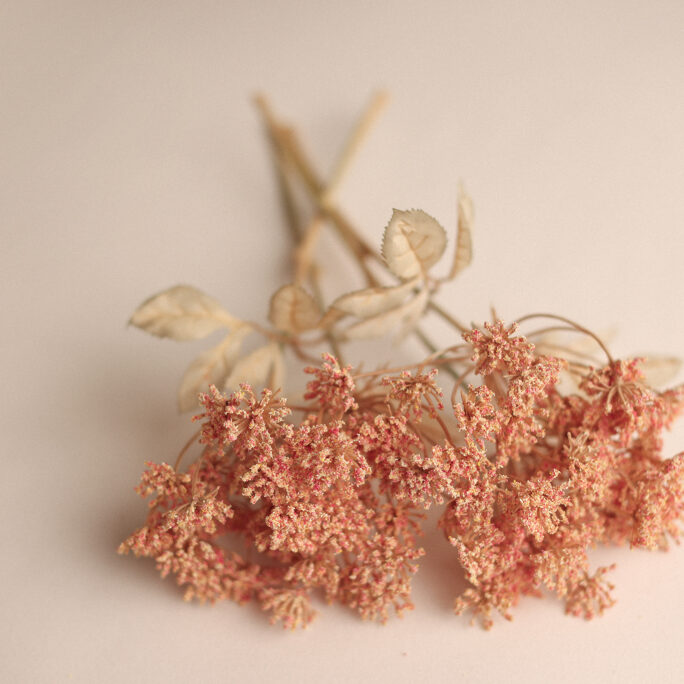 PEACH PINK meadow flower
