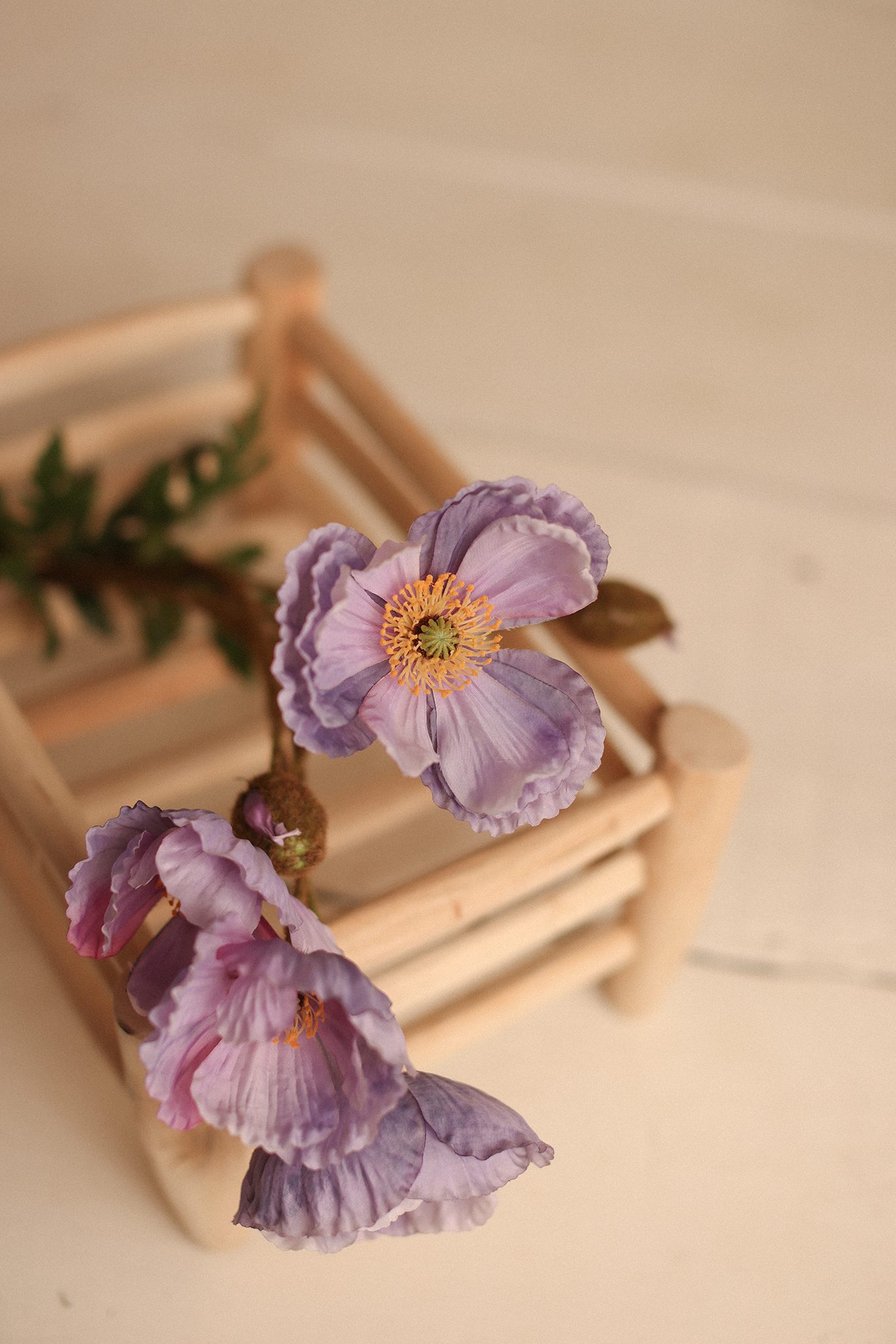Iceland Poppy Stems – Lila
