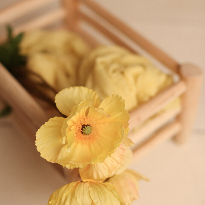 Iceland Poppy Stems – Yellow