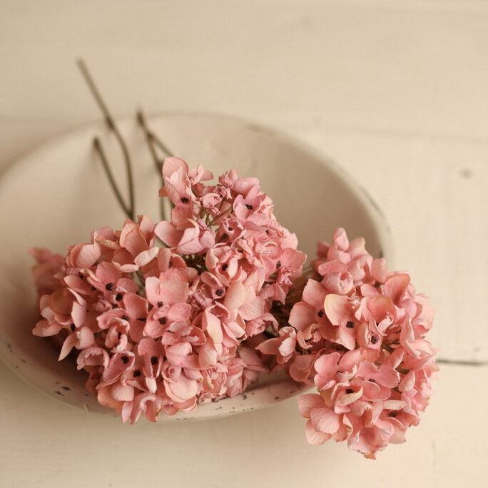 SOFT Pink Hydrangea