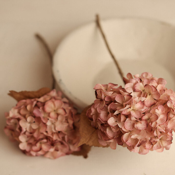 Antique Pink Hydrangea