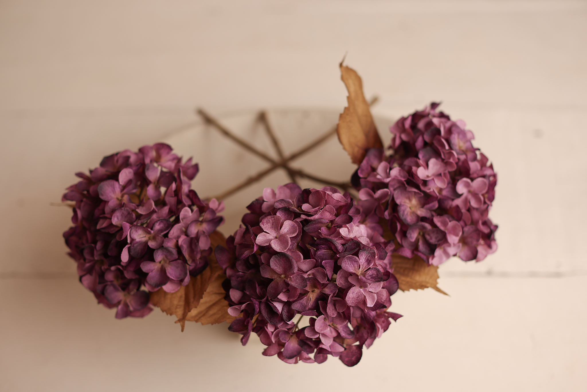 Purple Hydrangea