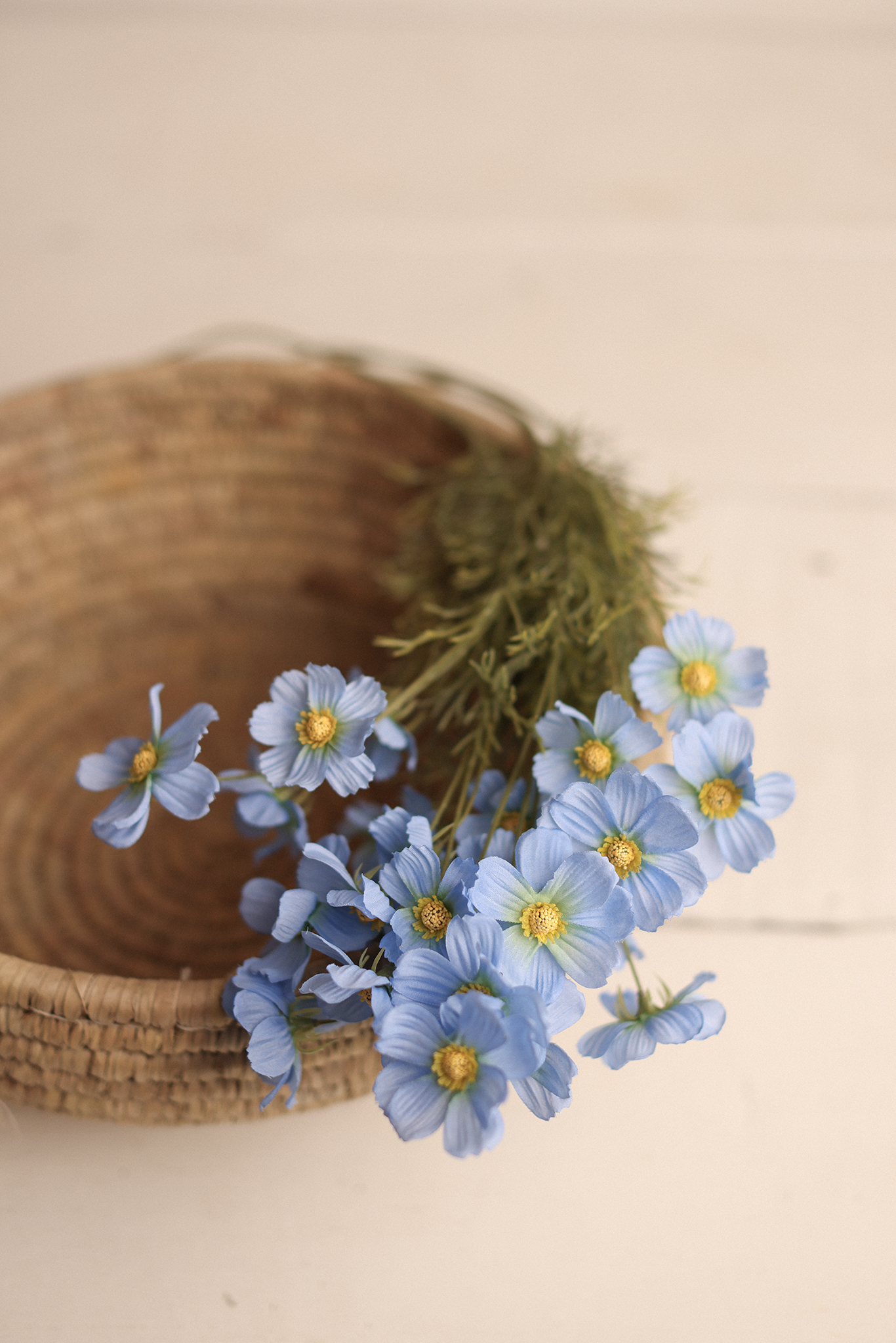 Flower - BLUE Cosmos