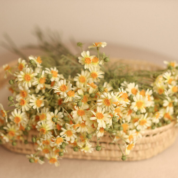 delicate Daisies