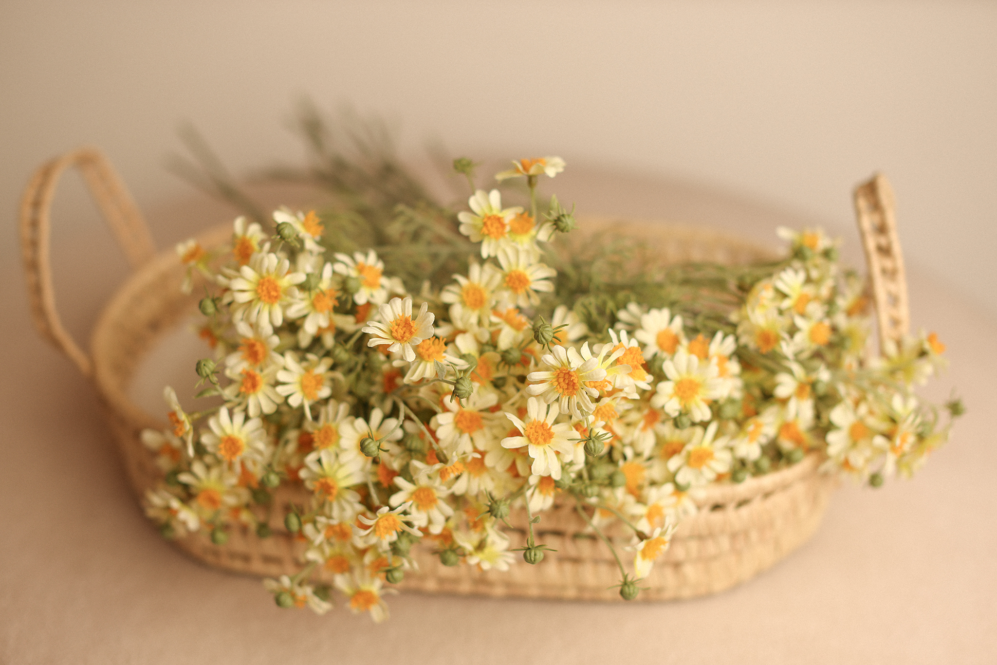 delicate Daisies
