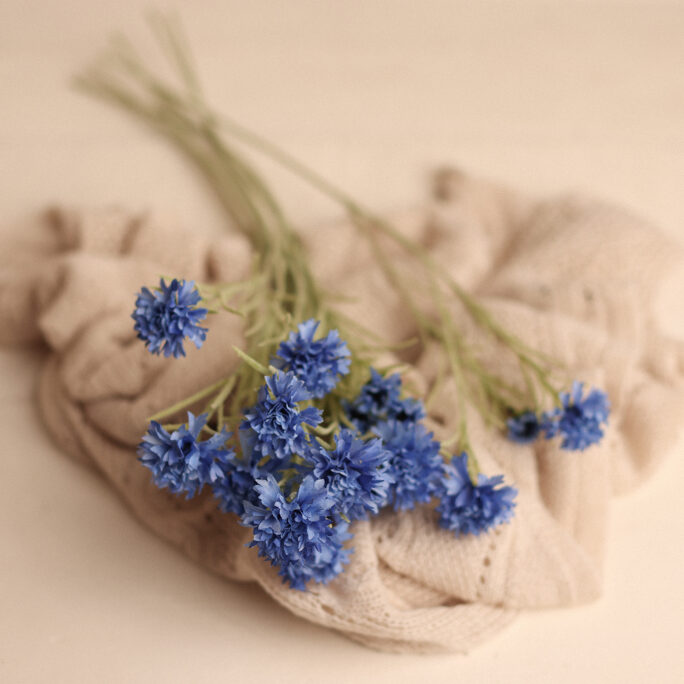 Cornflower