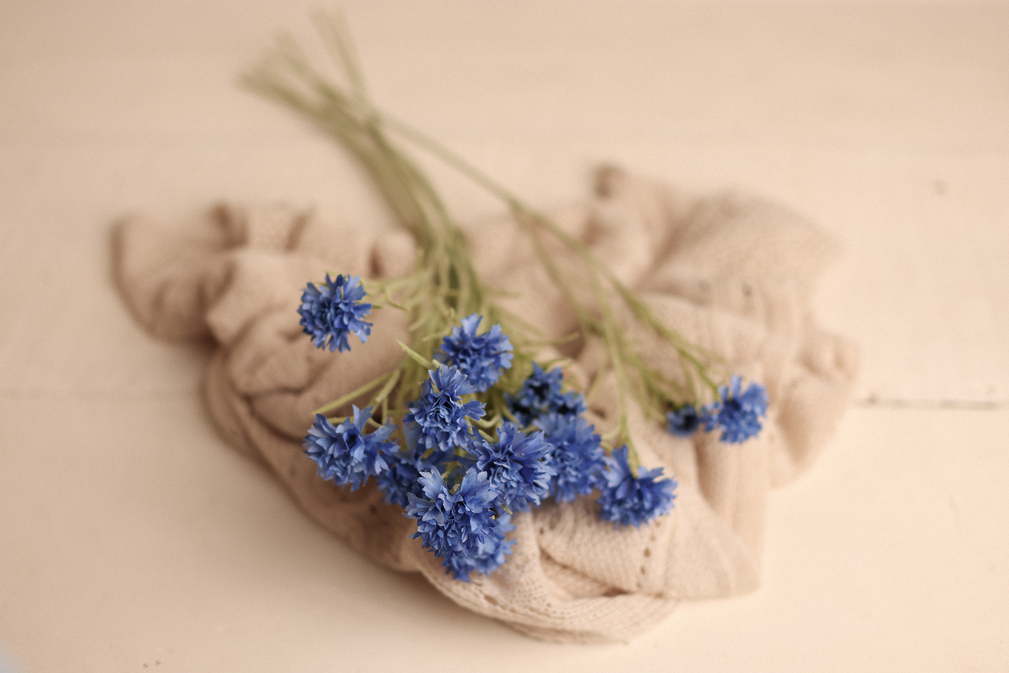 Cornflower