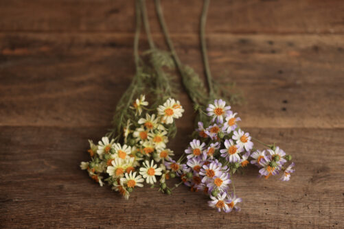 delicate Daisies