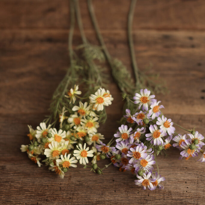 delicate Daisies