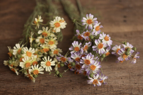 delicate Daisies - Image 2