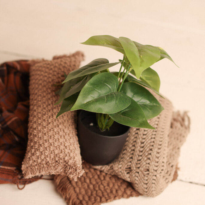 Plant in a pot