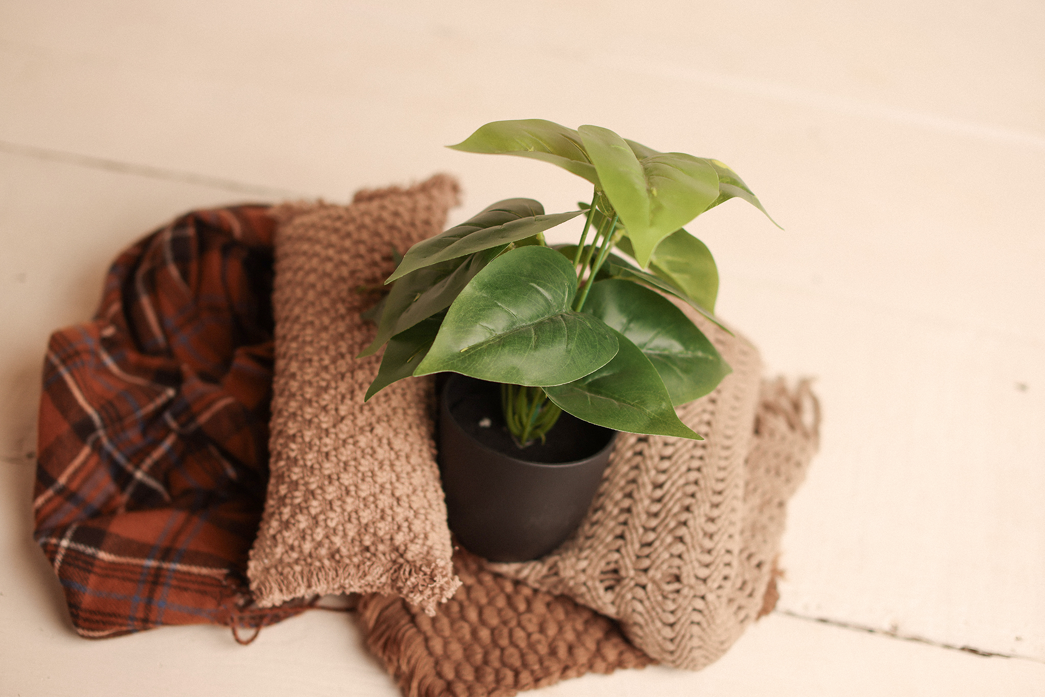 Plant in a pot