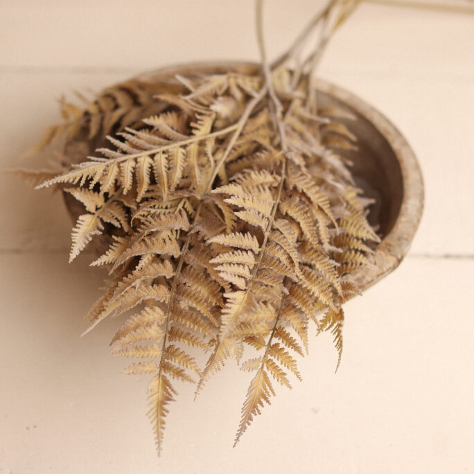 Beige FERNS