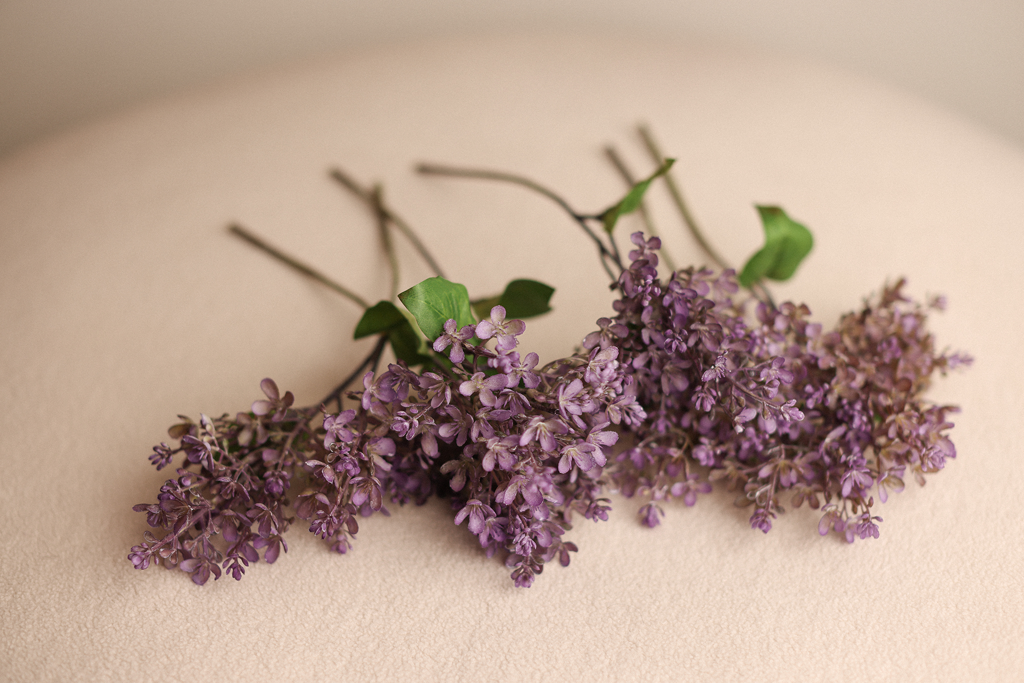 Purple Lilac