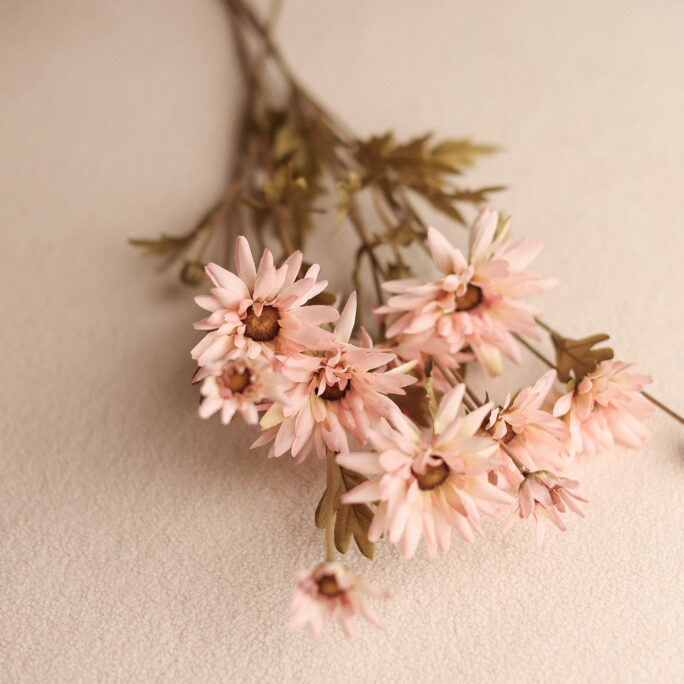 BLUSH ASTER