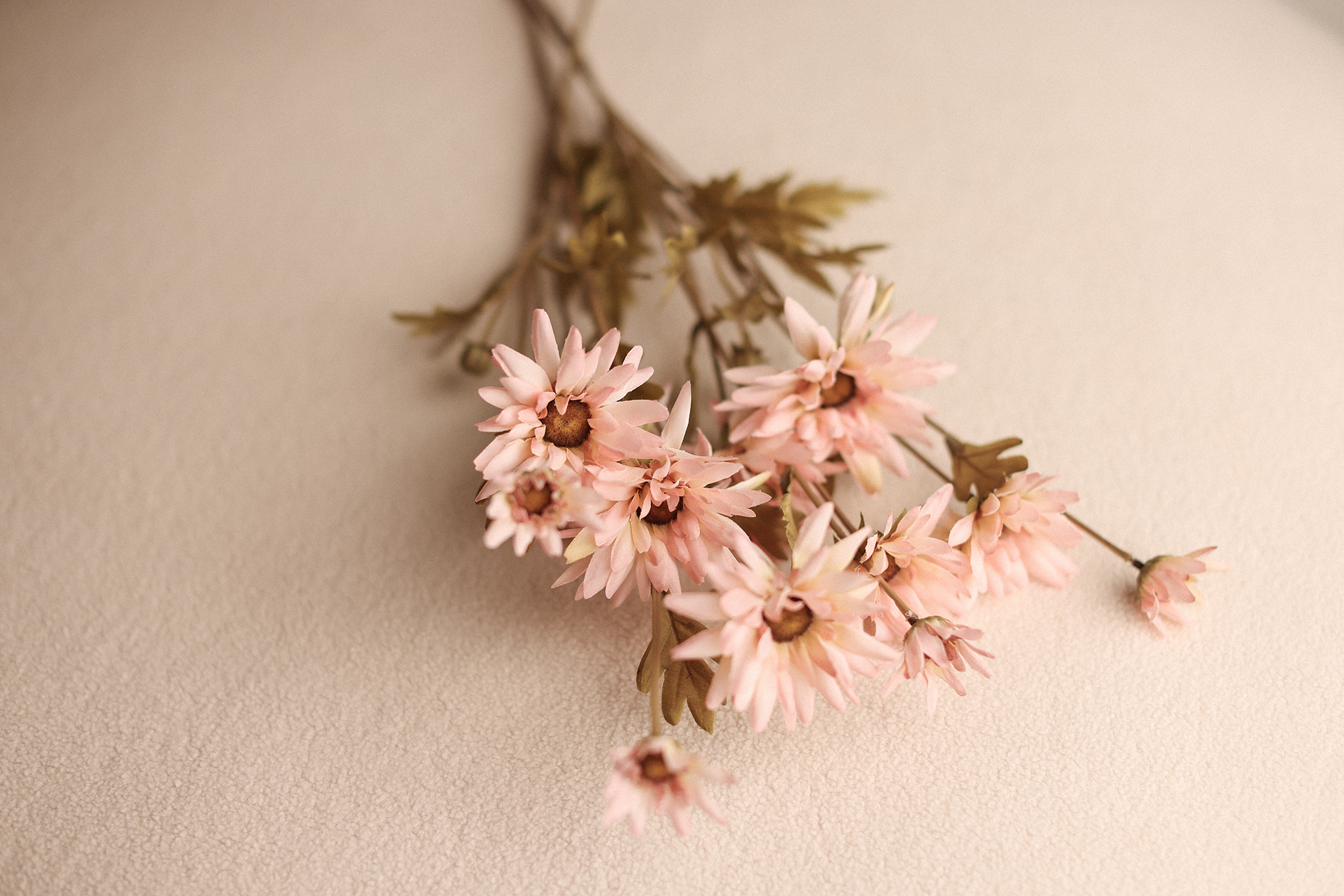 BLUSH ASTER