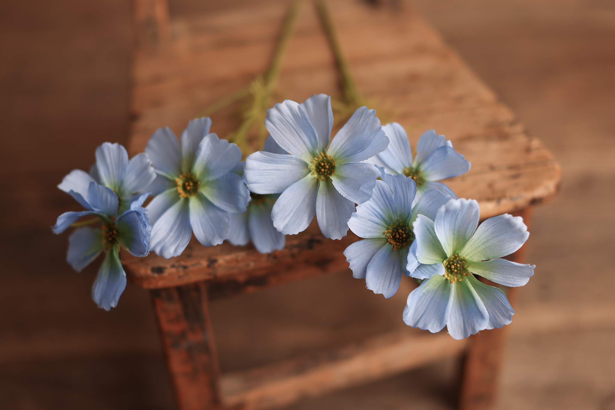 Blue Cosmos Flower