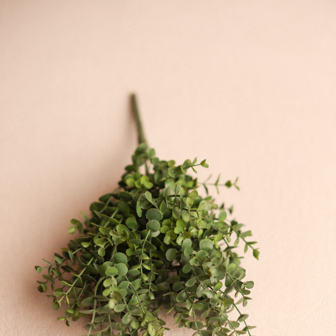Green Eucalyptus Branch