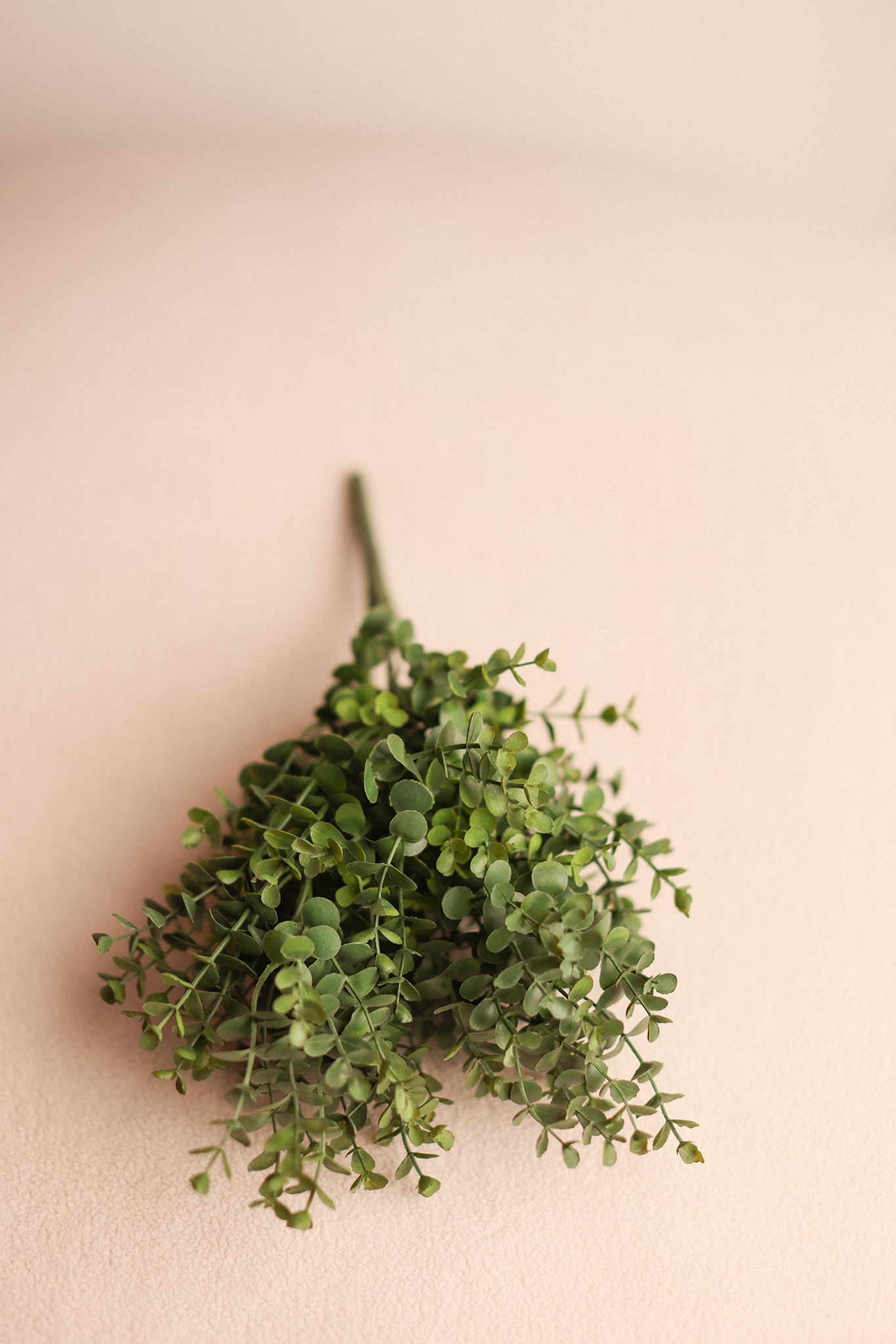 Green Eucalyptus Branch