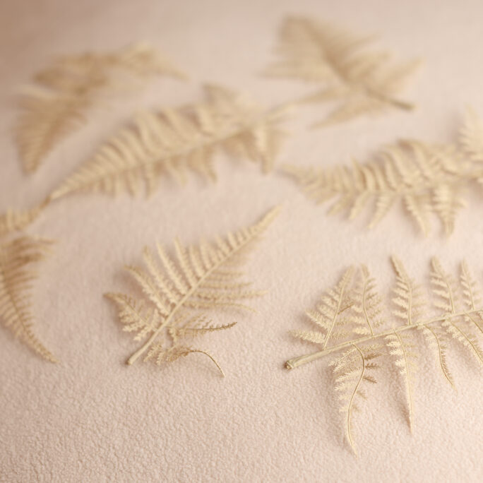 7 CREAM FERNS