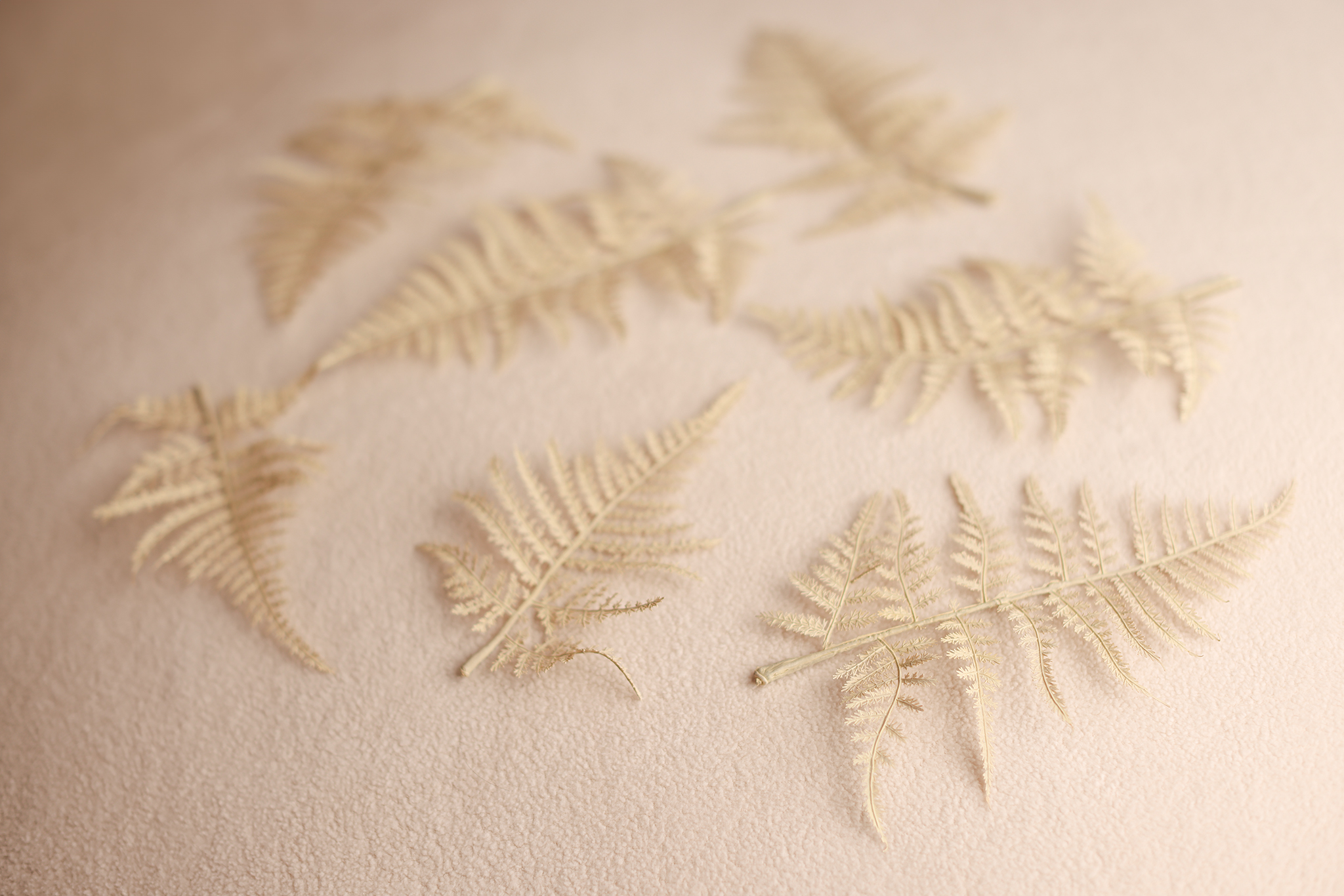 7 CREAM FERNS