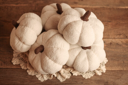 White Teddy Pumpkin L