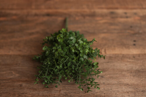 Green Eucalyptus Branch