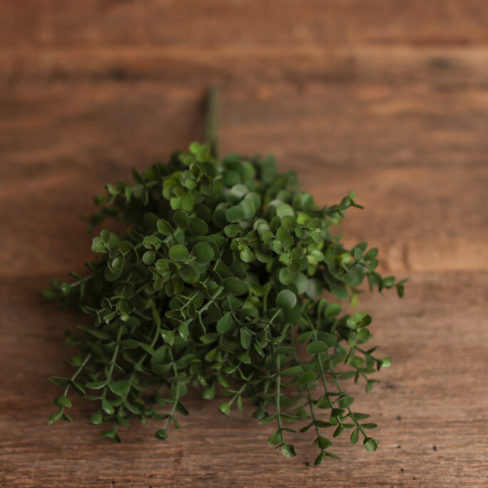 Green Eucalyptus Branch