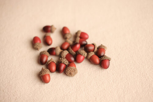 20 acorns