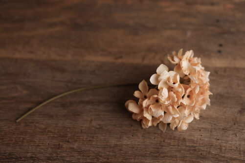 Beige Hydrangea