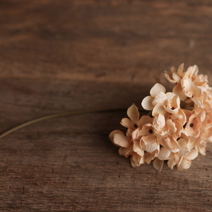 Beige Hydrangea