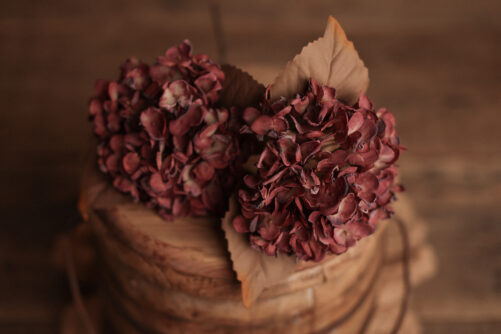 Autumn BURGUNDY Hydrangea