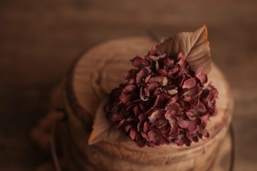 Autumn BURGUNDY Hydrangea - Image 2