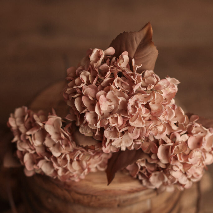 Autumn pink Hydrangea