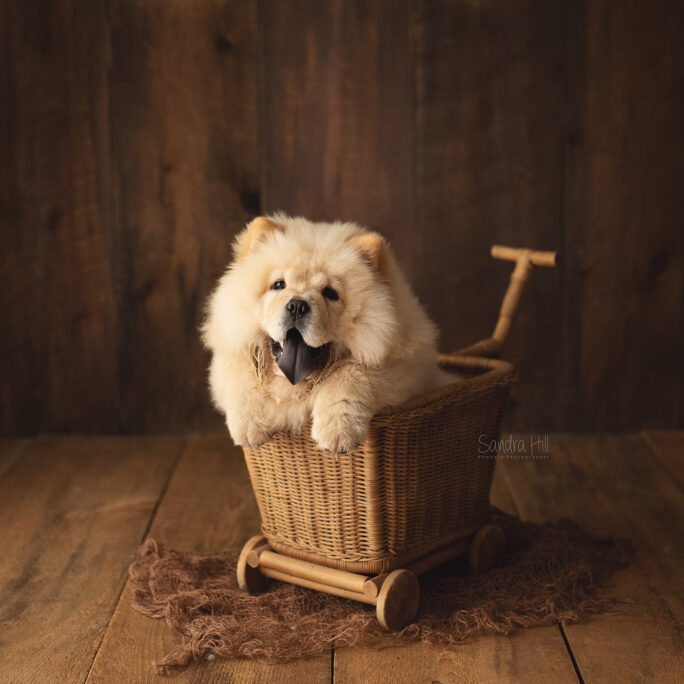 Baby Cart WALNUT