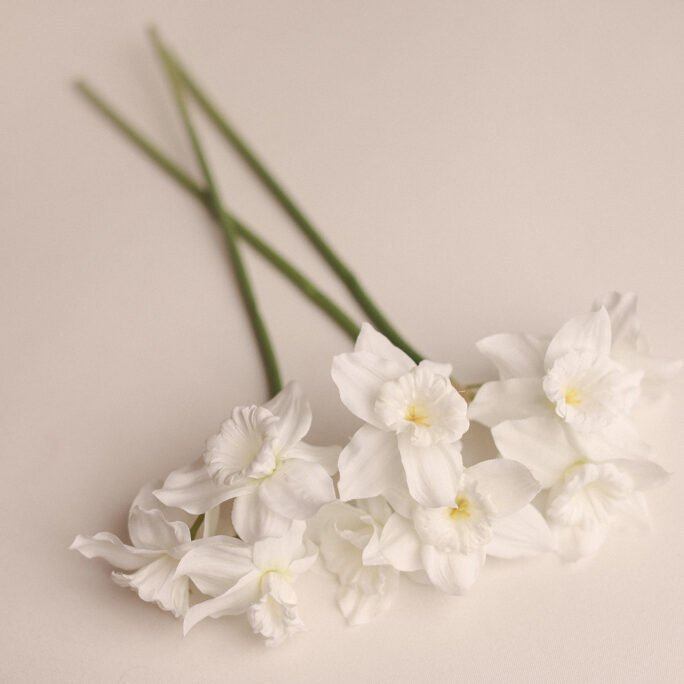 Daffodil - WHITE