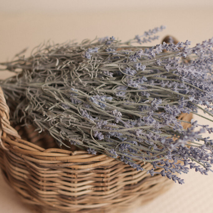 French Lavender