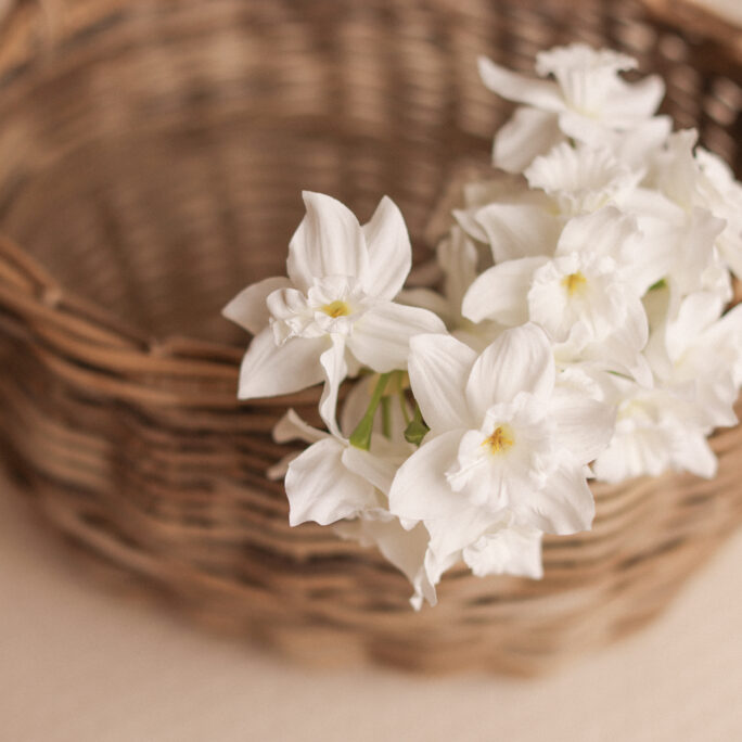 Daffodil - WHITE