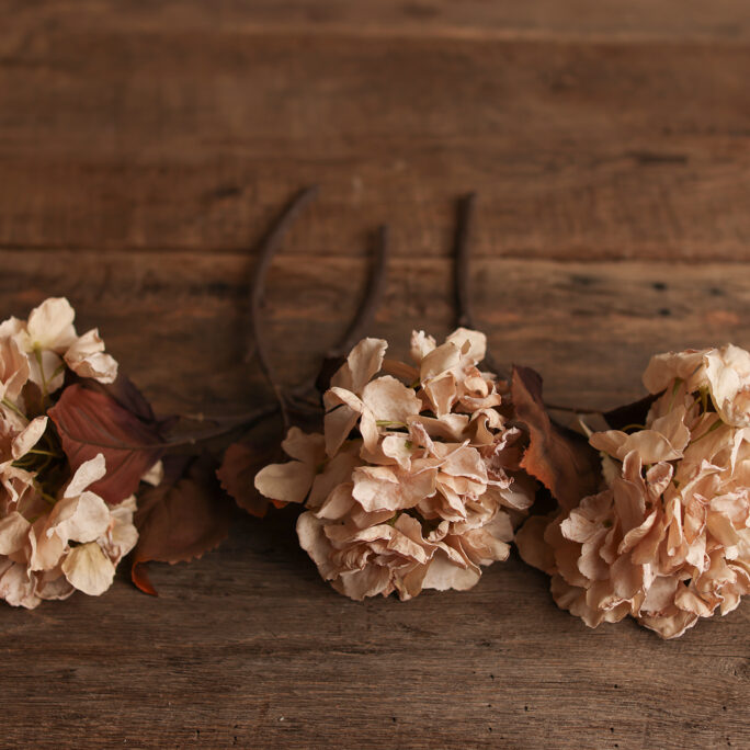 BEIGE Hydrangea with rusty leaves