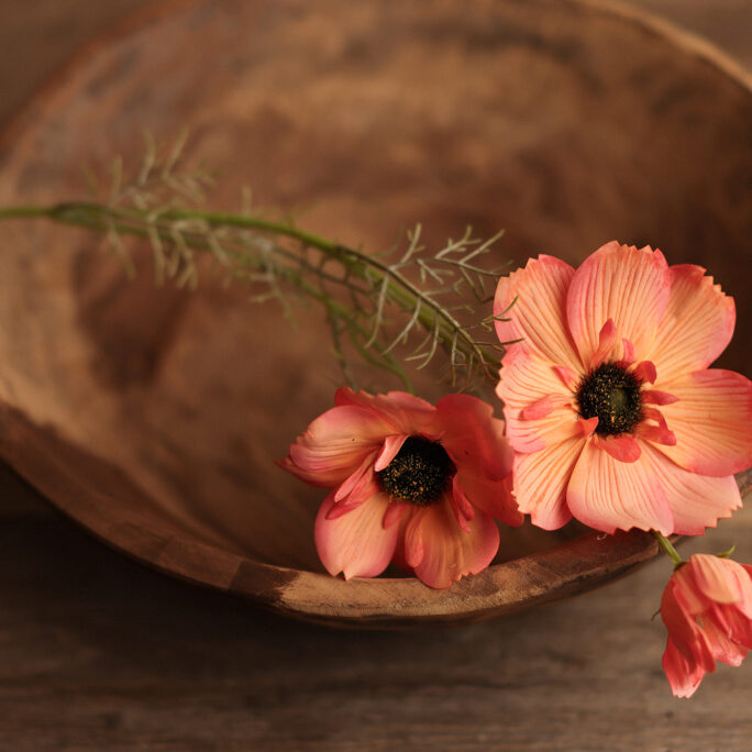 Flower - SUNSET Cosmos LARGE