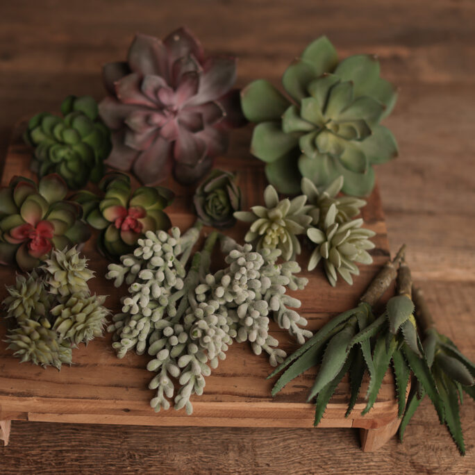 17 Succulents SET